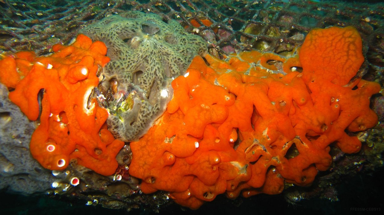 110 Didemne orange (Didemnum drachi).JPG - Didemne orange (Didemnum drachi) : Ressemble à une éponge. Proche de Aplidium nordmanni mais a des pores beaucoup plus petits et un aspect plus encroûtant